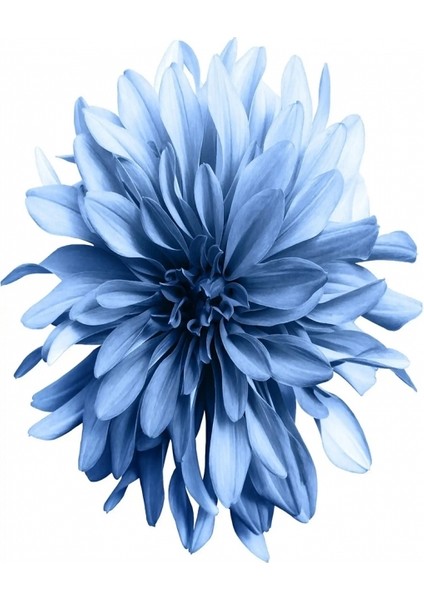 Canvas Sade Çiçekler 1 Sayılarla Boyama Seti Kasnaklı