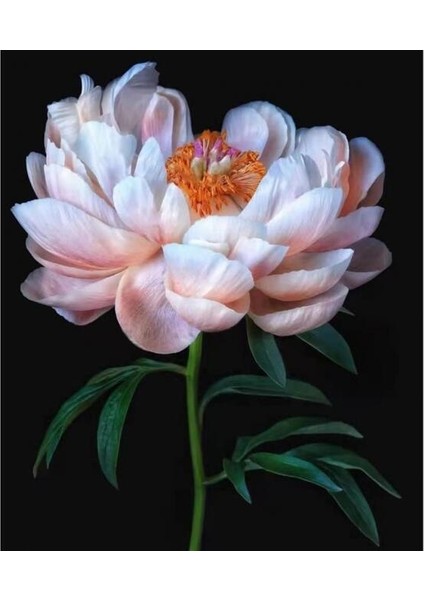 Canvas Sakayıkın Zarifliği Sayılarla Boyama Seti Kasnaklı