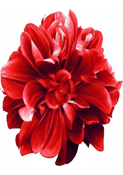 Hobby Sade Çiçekler 2 Sayılarla Boyama Seti Rulo