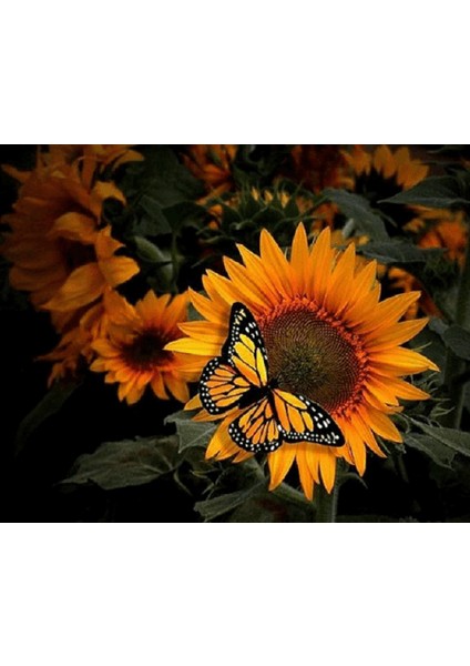 Hobby Kelebek ve Ayçiçek Sayılarla Boyama Seti Rulo