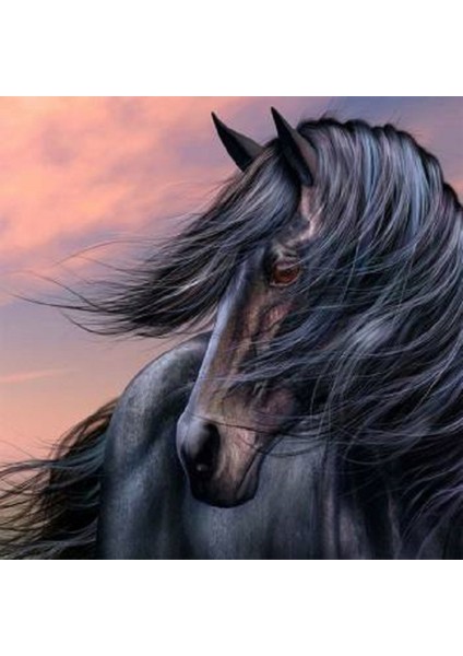 Hobby Siyah Inci Sayılarla Boyama Seti Rulo