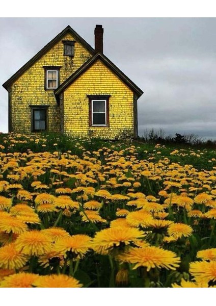 Hobby Çiçek Tarlasındaki Sarı Ev Sayılarla Boyama Seti Rulo