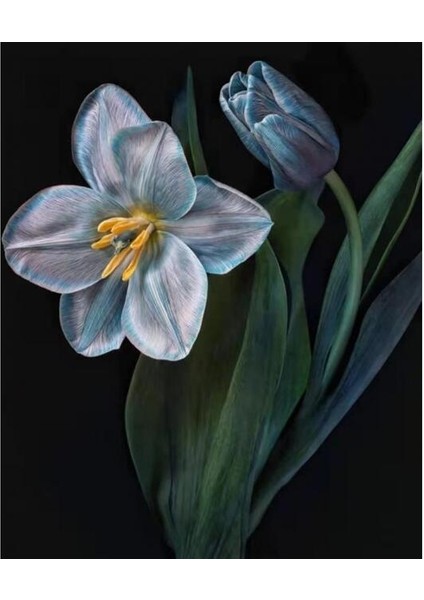 Canvas Yasam Çiçeği 2 Sayılarla Boyama Seti Kasnaklı