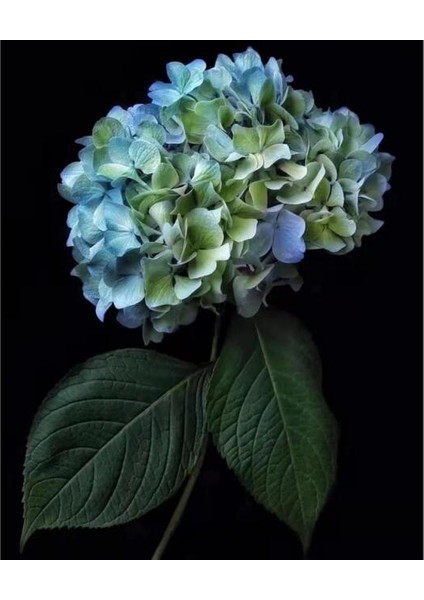 Hobby Cennet 2 Çiçeği Sayılarla Boyama Seti Rulo