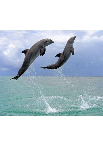 Hobby Yunusların Dansı Sayılarla Boyama Seti Rulo