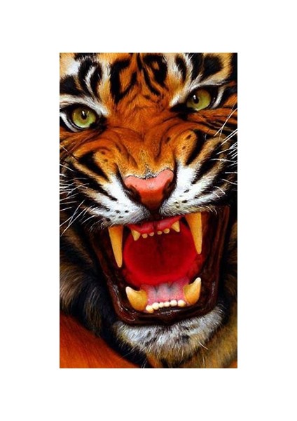 Hobby Vahşi Kaplan 2 Sayılarla Boyama Seti Rulo