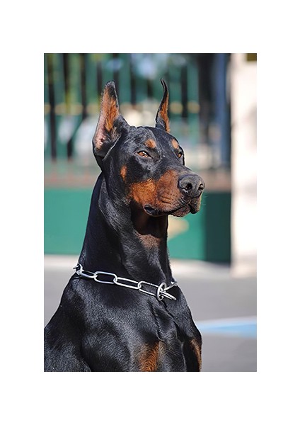 Hobby Doberman Sayılarla Boyama Seti Rulo