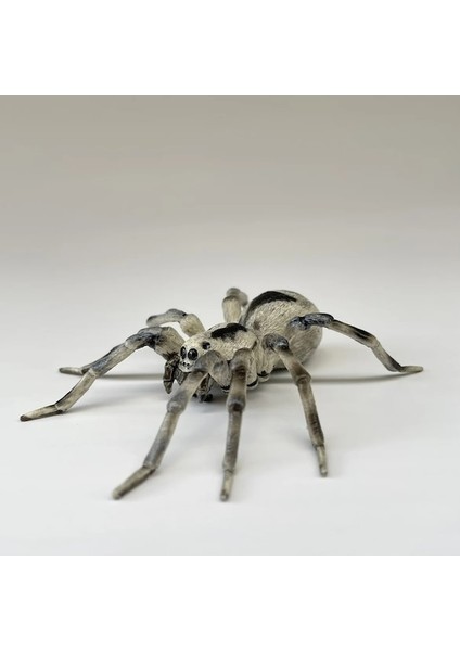 Ghbjgh 01-Tarantula Örümcek Simülasyon Böcek Hayvan Modeli Oyuncak Koleksiyonu Süs Plastik Oyuncak Statik Hayvan Şekilli Kalıp (Yurt Dışından)