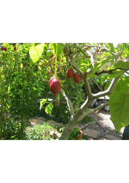 Tamarillo (Domates AĞACI)50-70 cm Tüplüdür