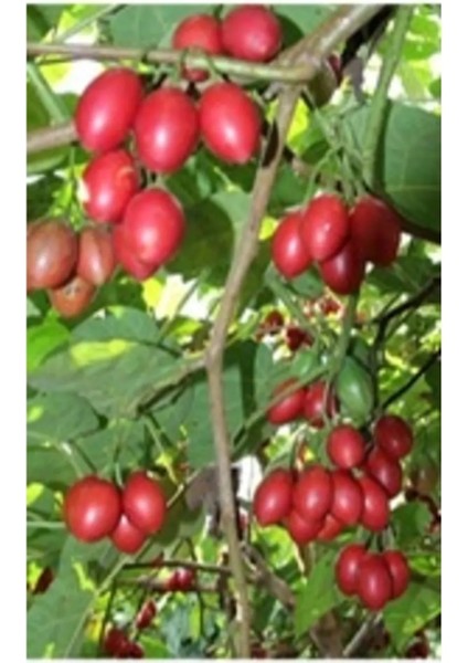 Tamarillo (Domates AĞACI)50-70 cm Tüplüdür modelleri