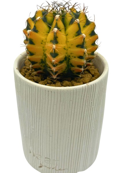 Gymnocalcium Variegata / Kaktüs
