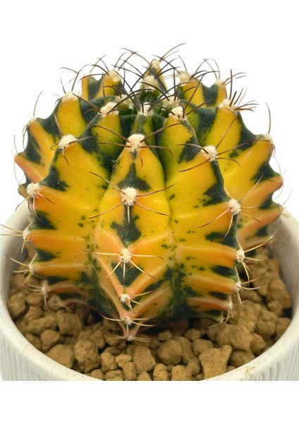 Gymnocalcium Variegata / Kaktüs fiyatları