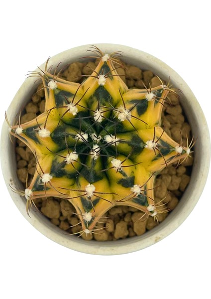 Gymnocalcium Variegata / Kaktüs modelleri