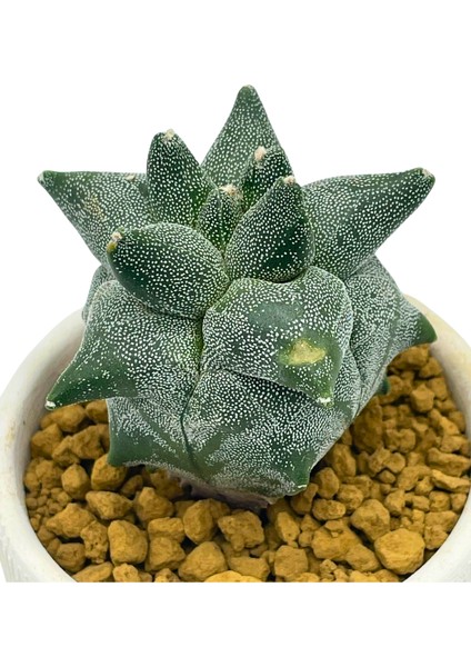 Astrophytum Myriostigma Kikko Hercules / Kaktüs