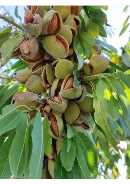 Çiğ Badem İçi 1 KG