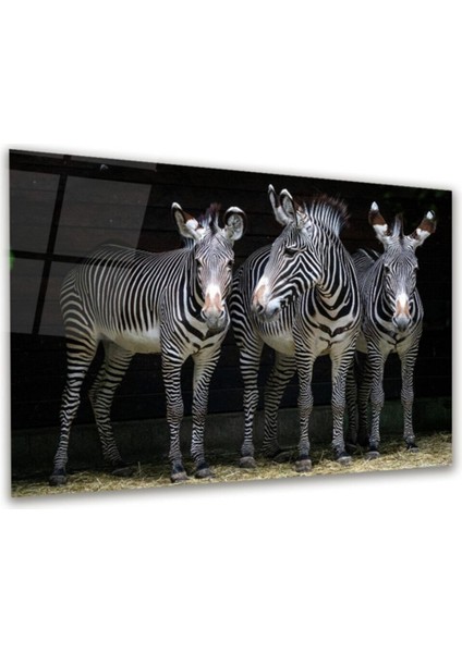 I Am Art Cam Tablo, Dekoratif Baskı Zebra Yatay Cam Tablo