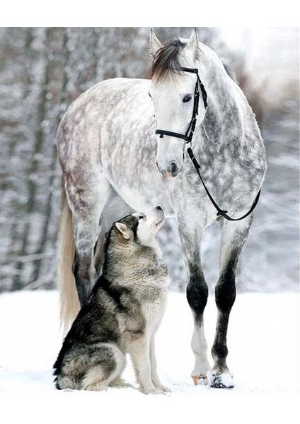 Kurt ve Atın Dostluğu Kasnaklı Sayılarla Boyama Seti