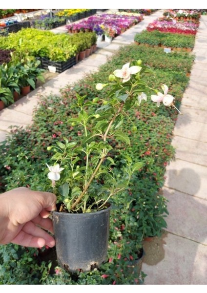 Saksılı Beyaz Küpeli Çiçeği ( 12 Cm'lik Saksıda )