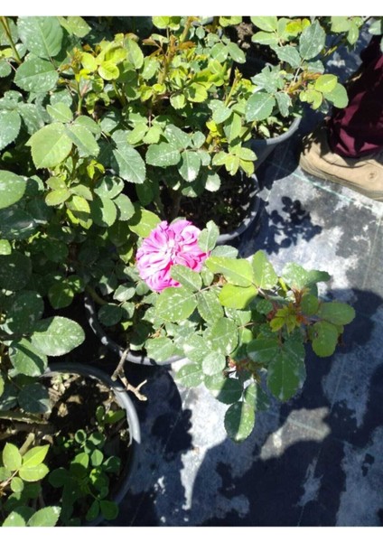 2 Adet Gül Fidanları