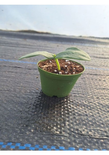 1 Adet Tüylü Salatalık Fidesi (5-10 Cm) ( Tohum Değildir Fidedir)