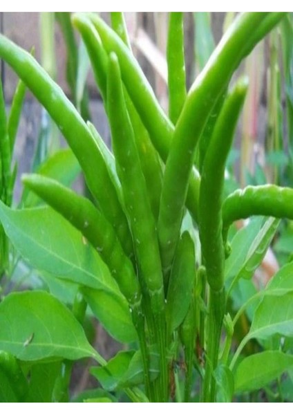 4 Adet Yedi Kardeş Biberi Fidesi ( Tohum Değildir Fidedir) fırsatları