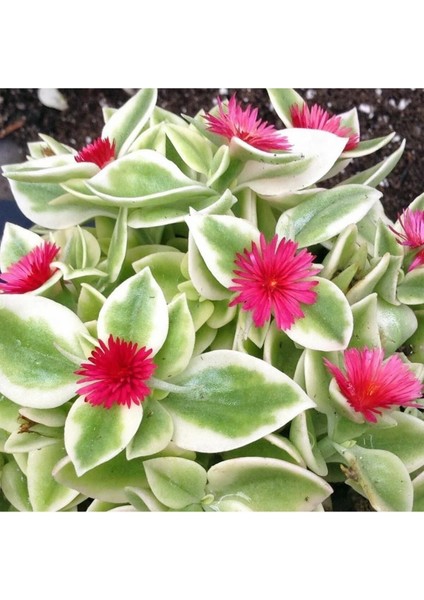 Buz Çiçeği Fidesi 10 Adet 5CM-15CM