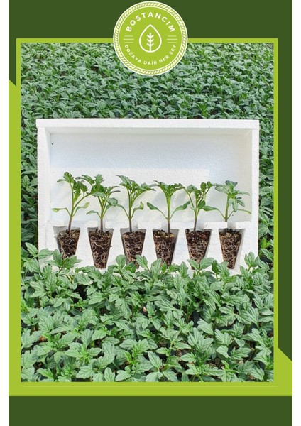 Cherry Domates Fidesi (12 Lı Ambalaj) Özel Köpük Kutuda