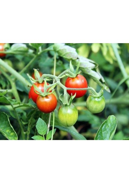 Bol Verimli F1 (Cherry) Çeri Domates Fidesi (20 Adet) Bol Verimli