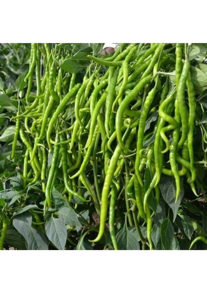 5 Adet Tatlı Kıl Biber Fidesi - Yüksek Verimli Bol Verimli