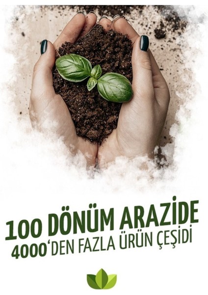 Buz Çiçeği Fidesi 10 Adet 5CM-15CM