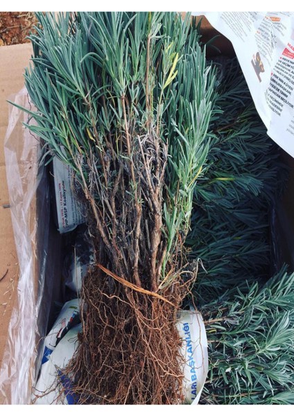 10 Adet Açık Köklü Angustifolia Lavanta Fidanı Fidesi