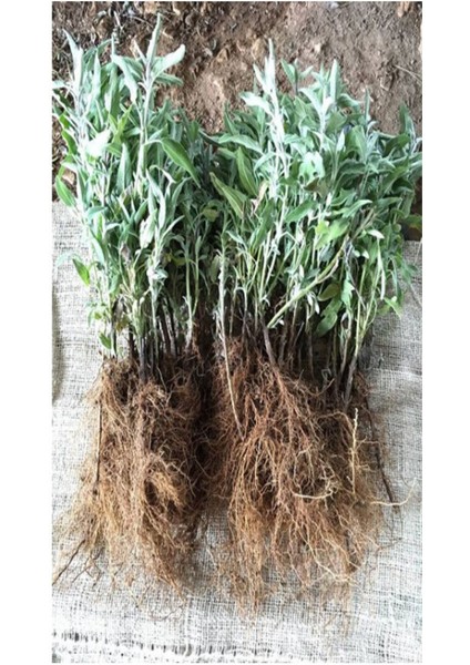 10 Adet Açık Köklü Angustifolia Lavanta Fidanı Fidesi