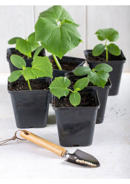 4 Adet Badem Salatalık Fidesi (5-10 Cm) ( Tohum Değildir Fidedir)