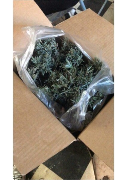 Köklenmiş Poşet Tüplü Lavanta Fidanı 1 Adet 15 - 25 cm Intermedia fırsatları