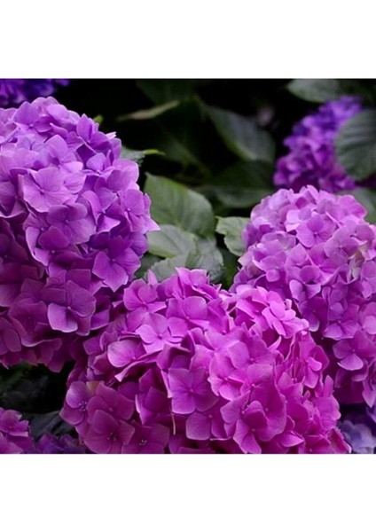 Mor Ortanca Çiçeği Fidanı 20-40 cm 12 Ay Dikim Yapılır fiyatları