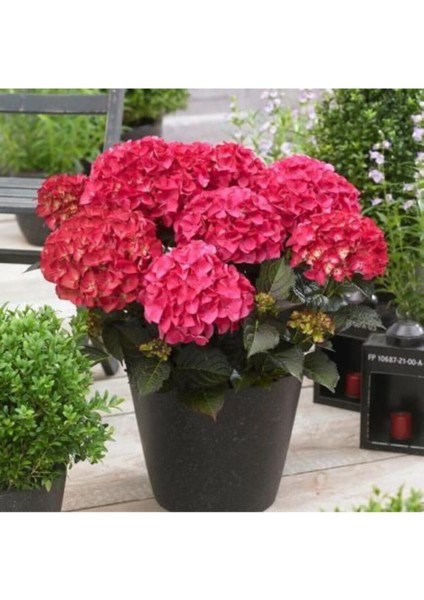 Kırmızı Canlı Ortanca Çiçeği Fidanı-Aşılı Koyu 1 Adet 20-40Cm