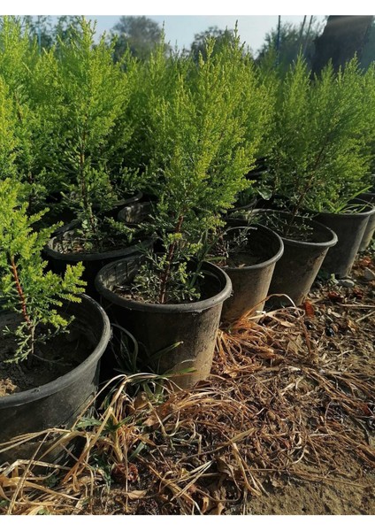 Limon Selvi Çam 10 Adet Kokulu (Cupressus Macrocarpa Goldcrest) Saksılı 40-50 cm