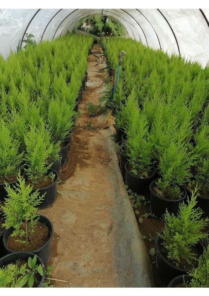 Limon Selvi Çam 10 Adet Kokulu (Cupressus Macrocarpa Goldcrest) Saksılı 40-50 cm