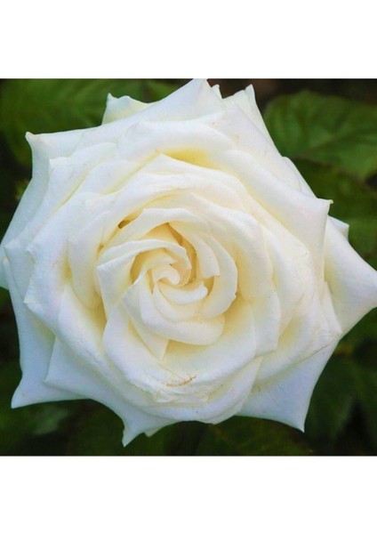 Saksılı Beyaz Gül Fidanı 1 ADET Saksılı 30-50Cm (White Rose)