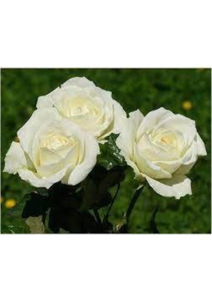 Saksılı Beyaz Gül Fidanı 1 ADET Saksılı 30-50Cm (White Rose)