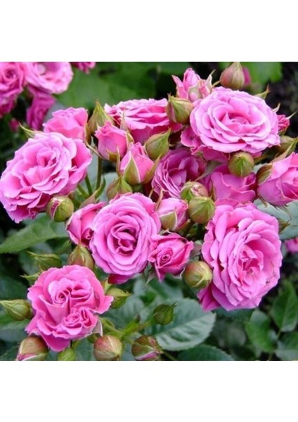 Fi-Dans 1 Adet Tüplü Isparta (Pembe) Yediveren Kokulu Gül Fidanı