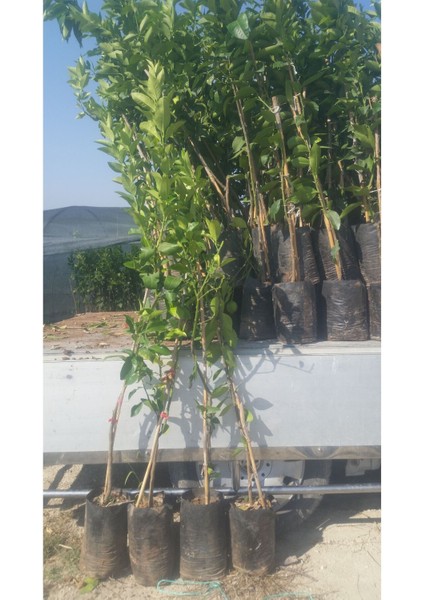 Tüplü Fidan Washıngton Portakal Fidanı 1 ADET 60-80CM