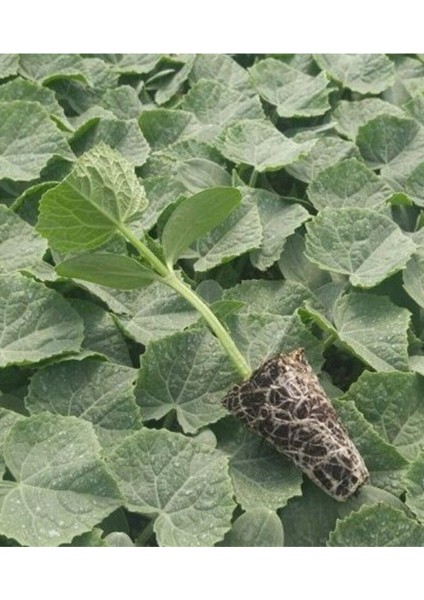 Hıyar / Salatalık Fidesi Yüksek Verimli 10 Adet