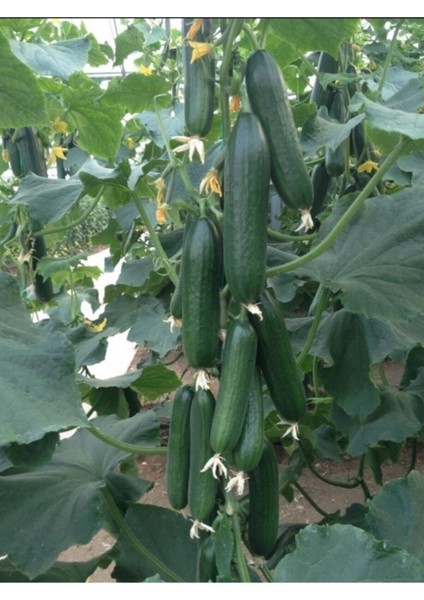 Hıyar / Salatalık Fidesi Yüksek Verimli 10 Adet fiyatları