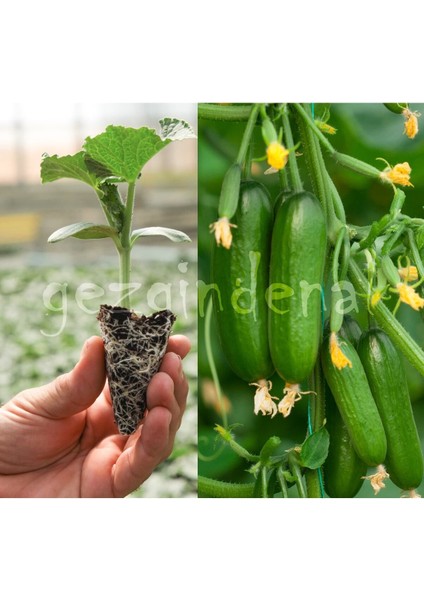 Badem F1 Badem Salatalık Fidesi 8 Adet