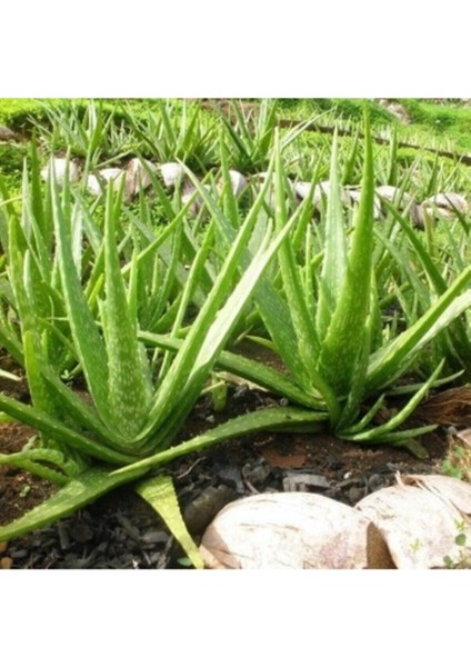 Bol Yavrulu Aloe Vera Çiçeği Bitkisi (Cilt Için Uygun) Sırrısabır Bitkisi