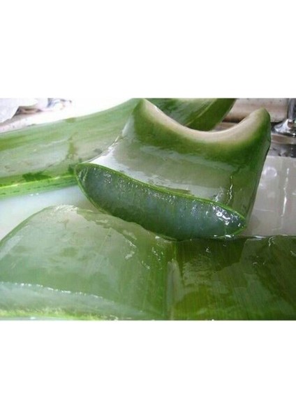 Bol Yavrulu Aloe Vera Çiçeği Bitkisi (Cilt Için Uygun) Sırrısabır Bitkisi modelleri