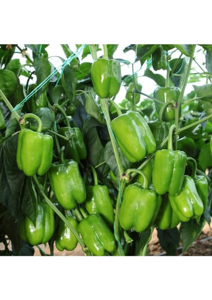 Dolmalık Biber Fidesi 6 Adet