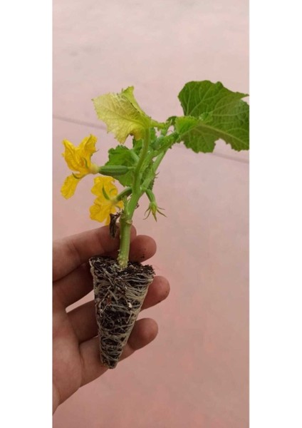 Badem F1 Salatalık Fidesi 20 Adet Bol Verimli