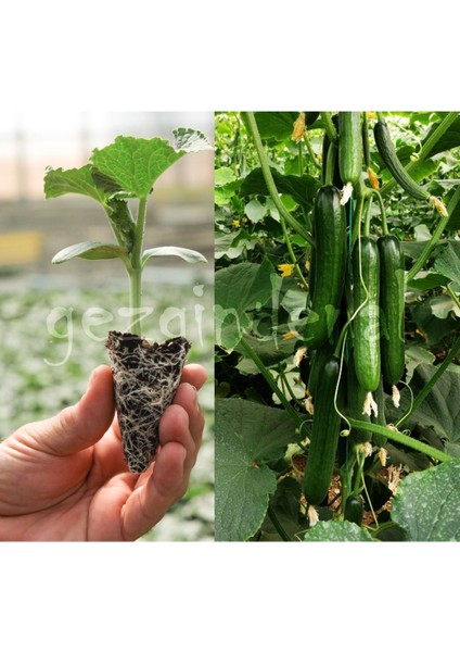 Jest F1 Sırık Salatalık Fidesi 8 Adet